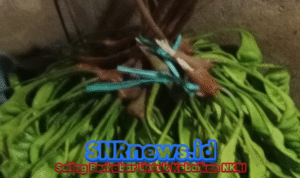 Petai, Rasa Tradisi dan Khasiat Sehat: Cerita Dwi Wahyuningsih dari Sukamaju