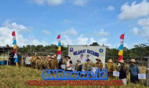 Lanal Bintan Dukung Ketahanan Pangan Melalui Kegiatan Panen Perdana Padi Gogo, Perkuat Sinergi TNI–Masyarakat