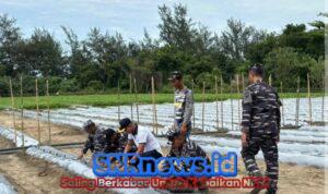Sinergi TNI AL dan Petani, Danlanal Bengkulu Pimpin Giat Penanaman dan Panen di Lahan Ketahanan Pangan