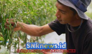 Harga Sayur Lebih Stabil Setelah Ada MBG, Petani Boyolali Harap Program Terus Berlanjut