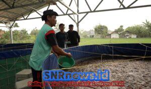 Program MBG Dorong Rantai Pasok Lokal, Budidaya Lele Jadi Tulang Punggung