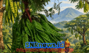 Cikakak Sukabumi Dari Durian ke Petai, Potensi Lokal yang Menyehatkan serta Banyak Digemari Masyarakat