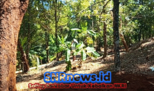 Dari Alam ke Pasar Potensi Kebun Kecamatan Cikakak Sukabumi Tingkatkan Kesejahteraan