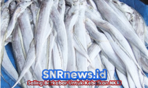 Dinas Perikanan Dorong Gemar Ikan, Manfaat Layur untuk Anak: Tinggi Protein dan Omega 3